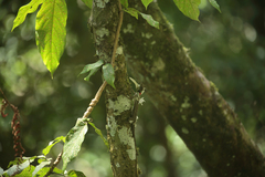 Draco blanfordii