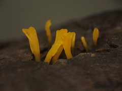 Dacrymyces spathularia