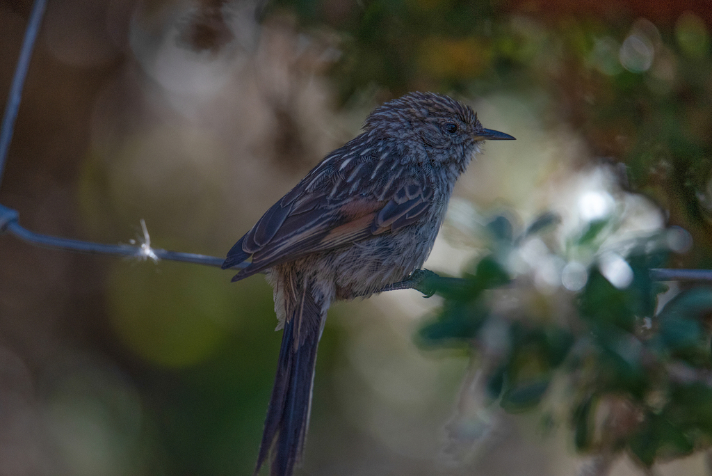 Streaked Tit-Spinetail photo