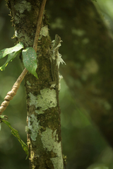 Draco blanfordii