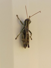 Melanoplus franciscanus