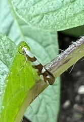 Argyresthia calliphanes