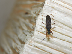Paraheraeus eximius
