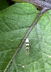Argyresthia calliphanes