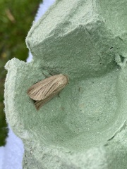 Mythimna pudorina