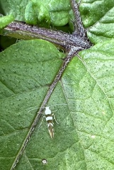 Argyresthia calliphanes