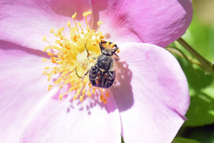 Trichiotinus assimilis