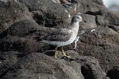 Calidris virgata