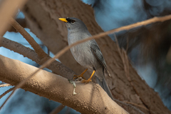 Xenospingus concolor