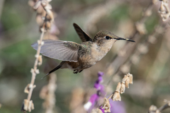 Peruvian Sheartail photo 2
