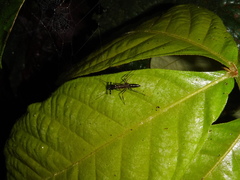 Odontomachus chelifer