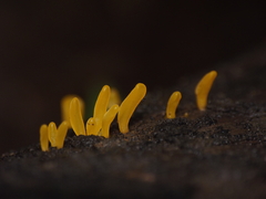Dacrymyces spathularia