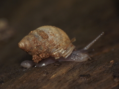 Stylommatophora