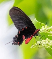 Pachliopta kotzebuea