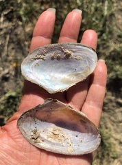 Anodonta nuttalliana