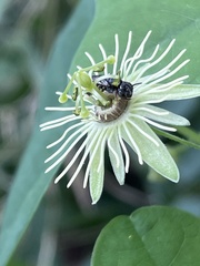 Protandrena passiflorae