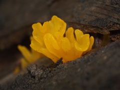 Dacrymyces spathularia