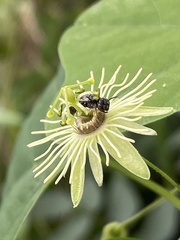 Protandrena passiflorae