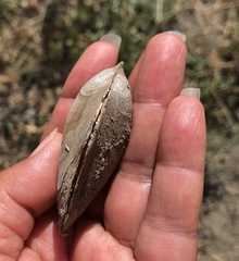 Anodonta nuttalliana