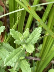 Teucrium scordium