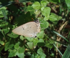 Parrhasius polibetes