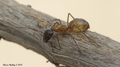 Camponotus semitestaceus