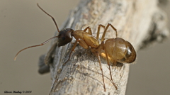 Camponotus semitestaceus