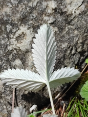 Potentilla crebridens