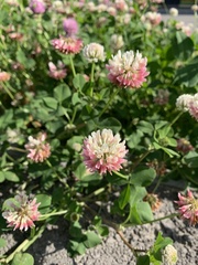 Trifolium hybridum