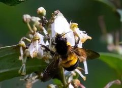 Bombus irisanensis