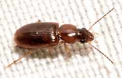 Agonoleptus thoracicus