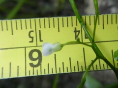 Cardamine breweri orbicularis