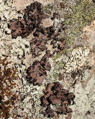 Umbilicaria polyrrhiza