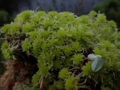 Sphagnum pacificum