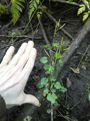 Cardamine breweri orbicularis