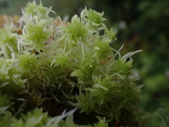 Sphagnum pacificum