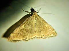 Loxostege sticticalis