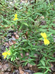 Hypericum suffruticosum