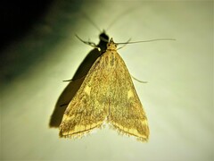 Loxostege sticticalis