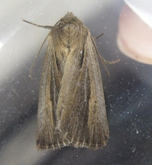 Hypocoena rufostrigata