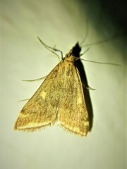 Loxostege sticticalis