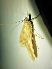 Loxostege sticticalis