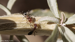 Dorymyrmex bicolor