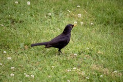 Turdus merula