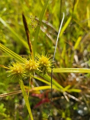 Carex cryptolepis
