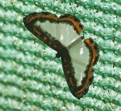 Nymphidium caricae