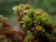 Sphagnum miyabeanum