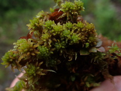 Sphagnum miyabeanum