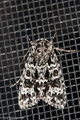 Acronicta fragilis