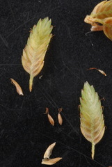 Cyperus entrerianus